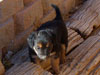Devi / g-WhiZ puppies