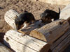Devi / g-WhiZ puppies