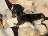 Devi / g-WhiZ puppies