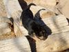 Devi / g-WhiZ puppies