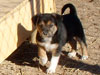 Devi / g-WhiZ puppies