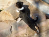 Devi / g-WhiZ puppies