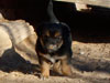 Devi / g-WhiZ puppies