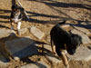 Devi / g-WhiZ puppies