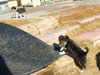 Devi / g-WhiZ puppies