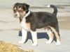 Devi / g-WhiZ puppies