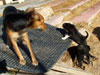 Devi / g-WhiZ puppies
