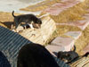 Devi / g-WhiZ puppies
