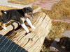 Devi / g-WhiZ puppies