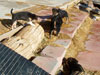 Devi / g-WhiZ puppies