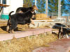 Devi / g-WhiZ puppies
