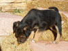 Devi / g-WhiZ puppies