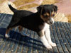 Devi / g-WhiZ puppies