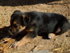 Devi / g-WhiZ puppies