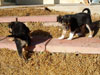 Devi / g-WhiZ puppies