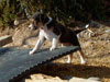 Devi / g-WhiZ puppies