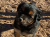 Devi / g-WhiZ puppies