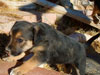 Devi / g-WhiZ puppies