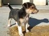 Devi / g-WhiZ puppies