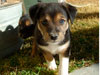 Devi / g-WhiZ puppies