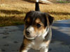 Devi / g-WhiZ puppies