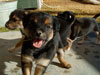 Devi / g-WhiZ puppies
