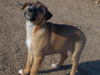 Try / Zap puppies