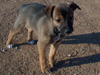 Try / Zap puppies