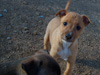 Try / Zap puppies