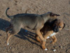 Try / Zap puppies