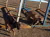 Try / Zap puppies