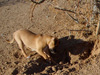 Try / Zap puppies
