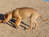 Try / Zap puppies