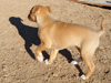 Try / Zap puppies
