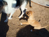 Try / Zap puppies