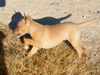 Try / Zap puppies