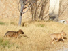 Try / Zap puppies