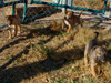 Try / Zap puppies