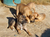 Try / Zap puppies