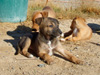 Try / Zap puppies