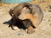 Try / Zap puppies