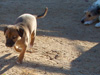 Try / Zap puppies