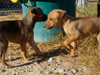 Try / Zap puppies