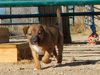 Try / Zap puppies