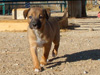 Try / Zap puppies