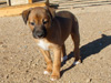 Try / Zap puppies