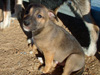Try / Zap puppies