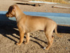 Try / Zap puppies