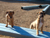 Try / Zap puppies