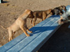 Try / Zap puppies